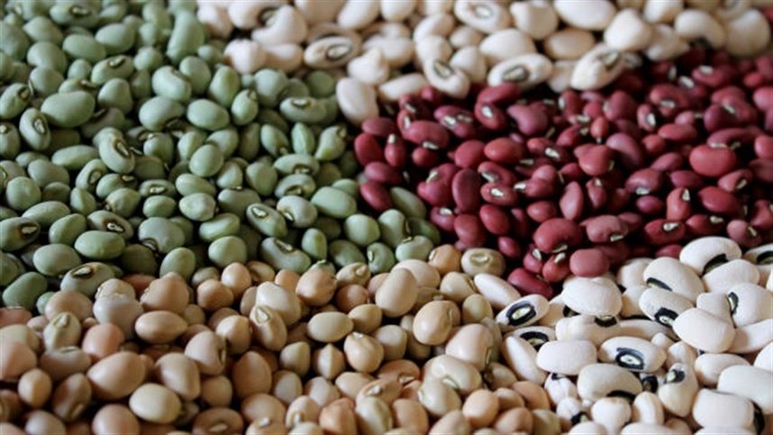 Feijão: geadas preocupam produtores durante o plantio