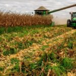 Maturação do milho indica hora certa de iniciar a colheita