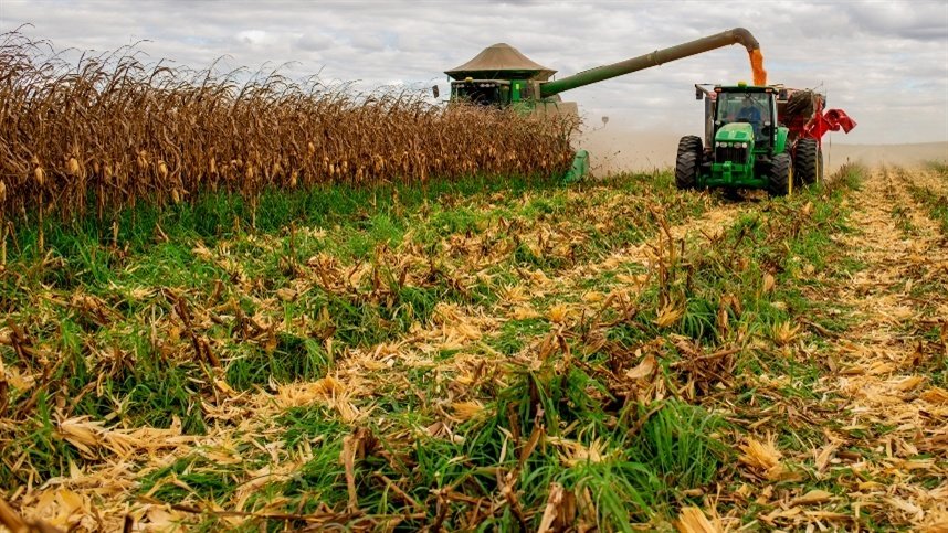 Maturação do milho indica hora certa de iniciar a colheita