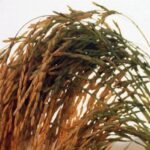 Arroz: preços sobem e plantio ganha ritmo no RS
