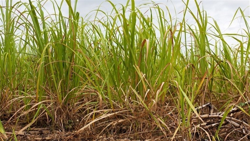 Broca-dos-rizomas causa falhas e enfraquece canaviais